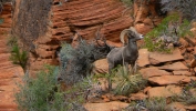PICTURES/Leaving Zion on Mt. Carmel Hwy/t_Bighorn Sheep-Male15.JPG